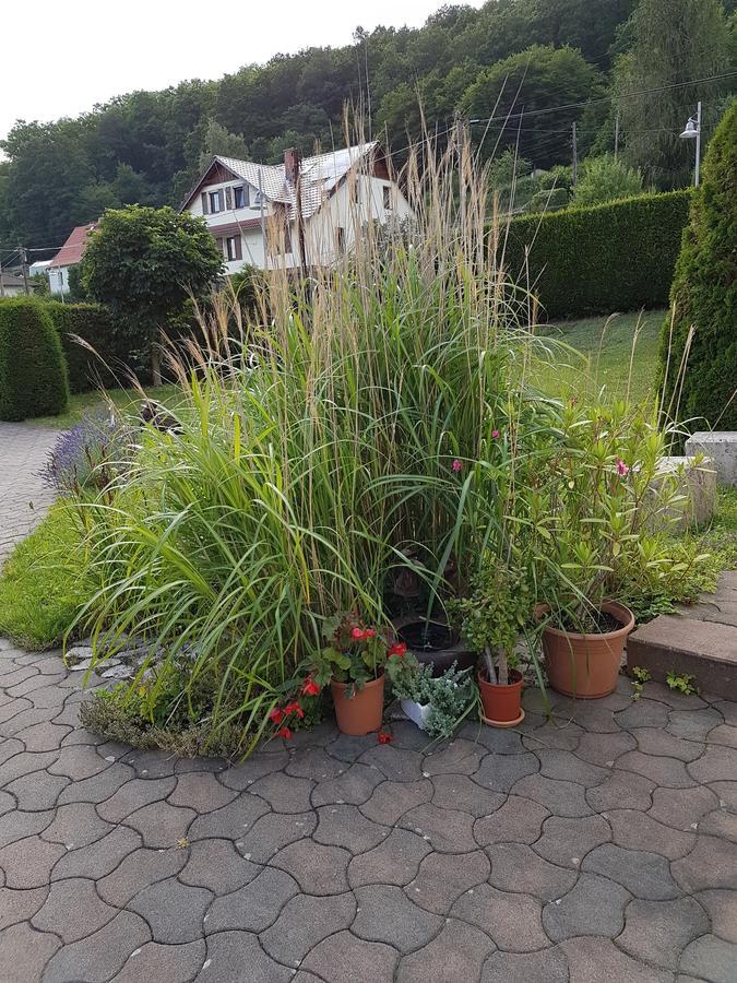 Ferienwohnung Am Rennsteig Bei Eisenach - Ilona Schmidt Wolfsburg-Unkeroda Eksteriør bilde